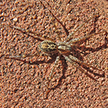 Copuetta lacustris